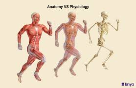 Understanding the Difference Between ...